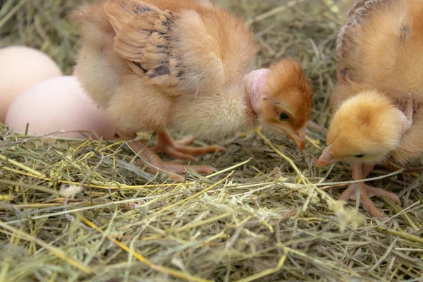 Bela galinha, ovos e casca de ovo no ninho. Pintos recém-nascidos na granja de frango . — Fotografia de Stock