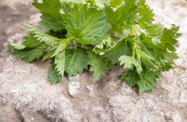 Bir taş üzerinde taze ısırgan otu, gri arka plan. Yeşil ısırgan otu bir şube.