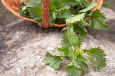 Bir taş, gri arka planda taze ısırgan sepeti. Güzel bahar genç ısırgan.
