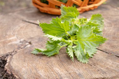 kütüğün üzerinde sepet yakın yeşil ısırgan dalı.