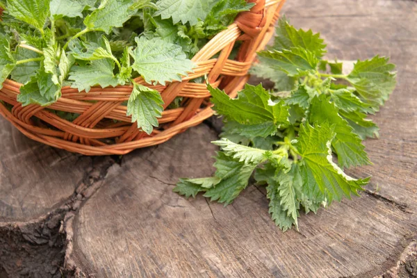 Gren av grön nässlor nära korgen på stubben. — Stockfoto