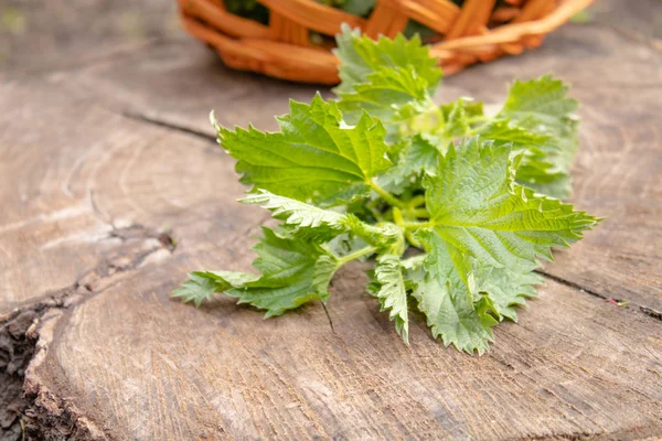 kütüğün üzerinde sepet yakın yeşil ısırgan dalı.