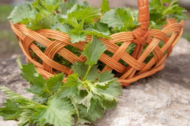 Bir taş, gri arka planda taze ısırgan sepeti. Güzel bahar genç ısırgan.