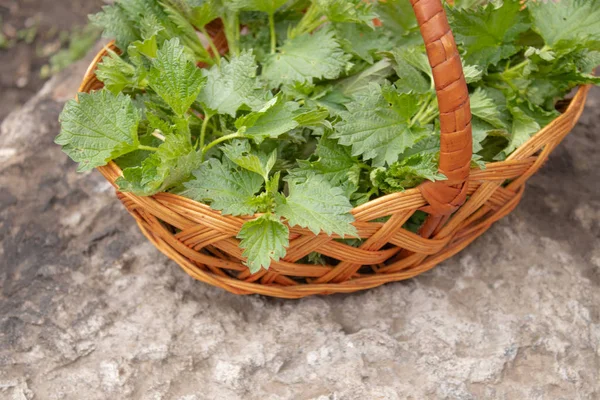 Bir taş, gri arka planda taze ısırgan sepeti. Güzel bahar genç ısırgan.