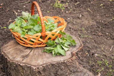 kütüğün üzerinde sepet yakın yeşil ısırgan dalı.