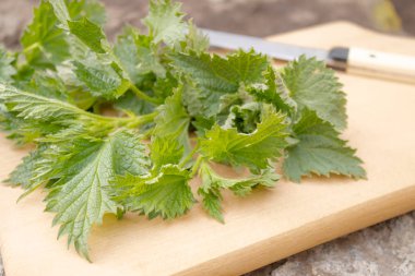 Tıbbi bitki ısırgan, bir kesme tahtasında taze.