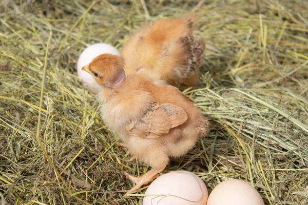 Krásné malé kuře, vajíčka a skořápka v hnízdě. Novorozená kuřata v kuřecím hospodářství. — Stock fotografie