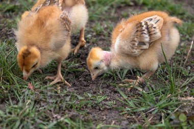 bir tasarım ve dekorasyon kavramı için bir çim alan veya çim üzerinde sarı civciv