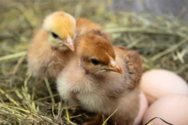 Closeup de galinhas amarelas no ninho, galinhas amarelas, ovo fresco no ninho na fazenda. Aves de capoeira . — Fotografia de Stock