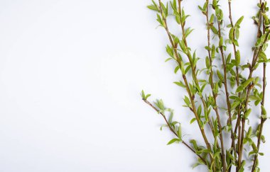 Beyaz bir arka planda bahar söğüt yeşil dalları. Metniniz için boşluğu sola Kopyala.