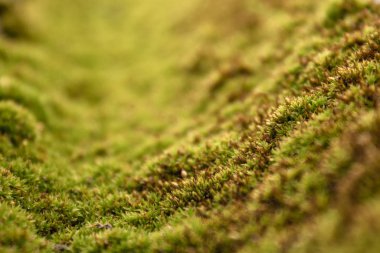 Texture of green moss. Krisha covered with green moss. clipart