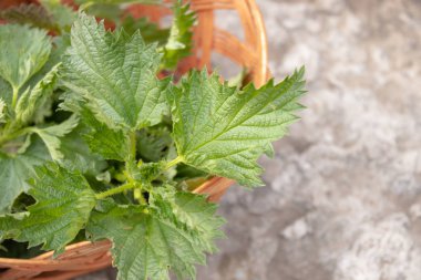 Bir taş, gri arka planda taze ısırgan sepeti. Güzel bahar genç ısırgan.