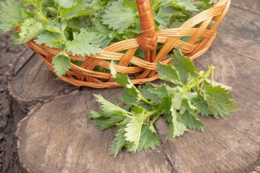 kütüğün üzerinde sepet yakın yeşil ısırgan dalı.