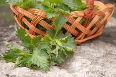 Bir taş, gri arka planda taze ısırgan sepeti. Güzel bahar genç ısırgan.