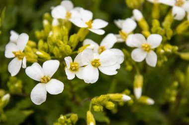 Yeşil yapraklı beyaz çiçekler. Baharda küçük beyaz çiçekler.