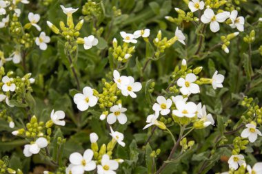 Yeşil yapraklı beyaz çiçekler. Baharda küçük beyaz çiçekler.