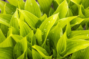 Yağmur damlaları olan yeşil yapraklar. Çimenler üzerinde sabah çiy.