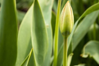 Yeşil yapraklar arasında lale tomurcuk.
