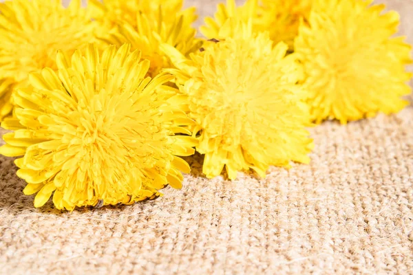 Frische Blüten von gelben Löwenzahn. Löwenzahn aus nächster Nähe, Fokus auf die Blumen davor. — Stockfoto