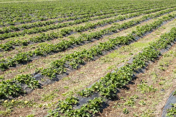 Erdbeeren wachsen reihenweise auf dem Feld. Erdbeerfeld an einem sonnigen Tag. — Stockfoto