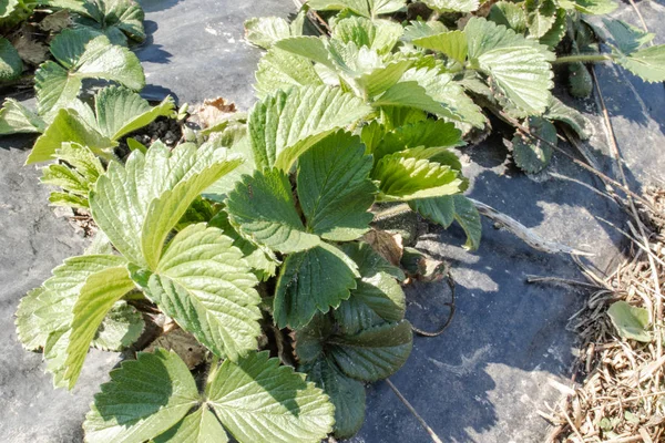 Foglie di fragola sul campo. Le fragole crescono sul campo in file . — Foto Stock