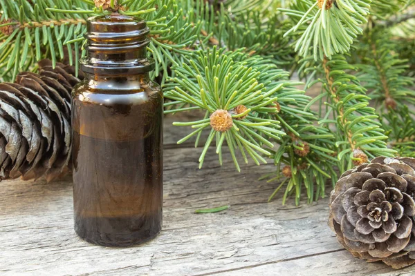 Olio essenziale di pino in una piccola bottiglia marrone e rami di pino con boccioli verdi su un tavolo scuro — Foto Stock
