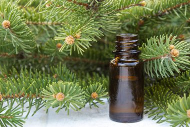 Koyu bir masa üzerinde yeşil tomurcukları ile küçük bir kahverengi şişe ve çam dalları Çam uçucu yağ