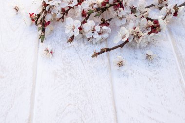 Beyaz çiçek Dalları - kayısı ve sarı stamens beyaz, ahşap arka plan üzerinde. Metin için yer. Bahar kavramı geldi.