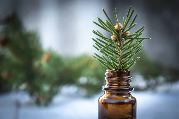 Essential coniferous oil in a dark bottle, a bottle of extract, a pine branch in a bottle. — Stock Photo, Image