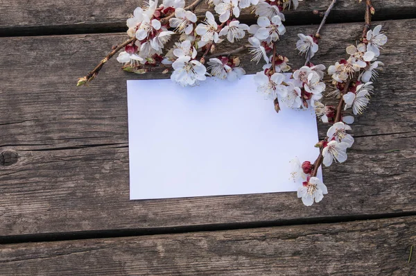 Grenar av vita blommor-aprikoser och gula ståndare på bakgrunden av gamla styrelser. Plats för text. Konceptet våren har kommit. — Stockfoto