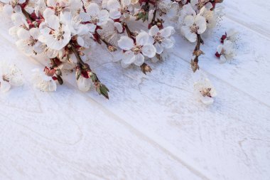 Beyaz çiçek Dalları - kayısı ve sarı stamens beyaz, ahşap arka plan üzerinde. Metin için yer. Bahar kavramı geldi.