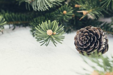 Bir Noel ağacının yeşil dalları ve beyaz tahta arka plan üzerinde konileri. Kopyalama alanı ile yan görünüm