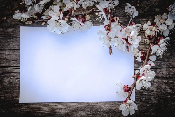 Ramos de flores brancas - damascos e estames amarelos no fundo de velhas tábuas. Lugar para SMS. O conceito de primavera chegou . — Fotografia de Stock