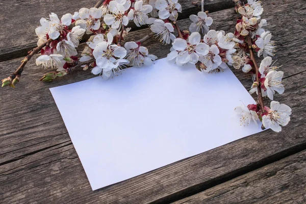 Grenar av vita blommor-aprikoser och gula ståndare på bakgrunden av gamla styrelser. Plats för text. Konceptet våren har kommit. — Stockfoto