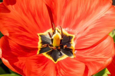 Kırmızı lale yaprakları. Lale makro yakın.