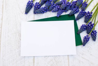 Beyaz tahta tahtalar üzerinde mavi çiçek Muscari bir buket, küçük çan. Yukarıdan görüntüle.