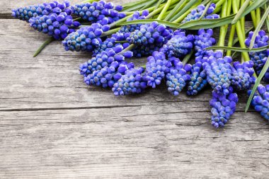 Eski, tahta tahtalar, çanlar üzerinde mavi çiçek Muscari bir buket. Yukarıdan görüntüle.