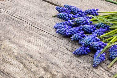 Eski, tahta tahtalar, çanlar üzerinde mavi çiçek Muscari bir buket. Yukarıdan görüntüle.