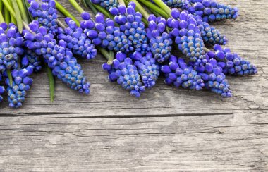 Eski, tahta tahtalar, çanlar üzerinde mavi çiçek Muscari bir buket. Yukarıdan görüntüle.