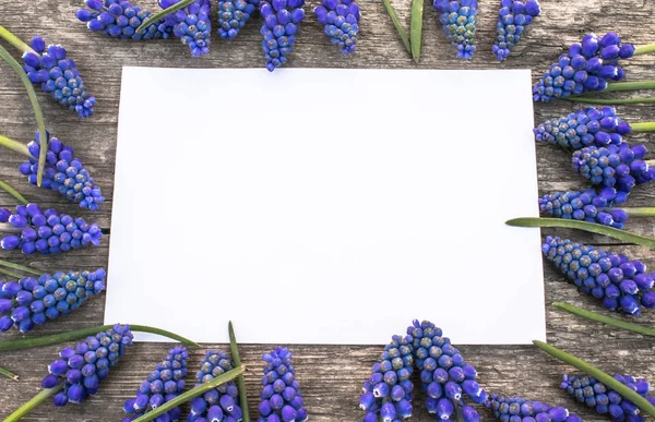 En bukett av blå Muscari blommor på gamla, trä styrelser, med ett vitt pappersark, klockor. Utsikt från ovan. — Stockfoto