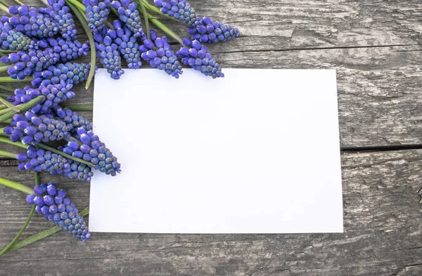 En bukett av blå Muscari blommor på gamla, trä styrelser, med ett vitt pappersark, klockor. Utsikt från ovan. — Stockfoto