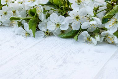 Beyaz kiraz çiçekleri, tahta tahtalar, çiçek açan kiraz dalları. Yukarıdan görüntüle.