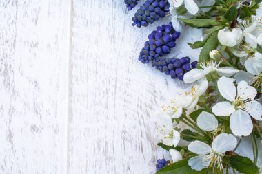 Beyaz, tahta tahtalar üzerinde bir buket mavi çan, kirazdan beyaz çiçekler, çanlar. Yukarıdan görüntüle.