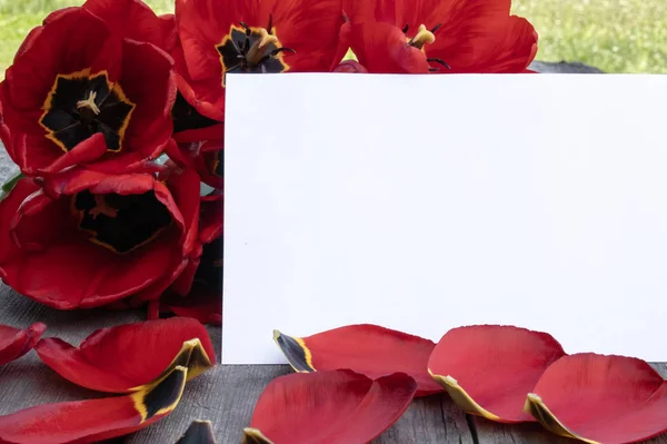 Röda tulpaner och blomblad ligger på de gamla brädorna. Det finns en plats för text. — Stockfoto