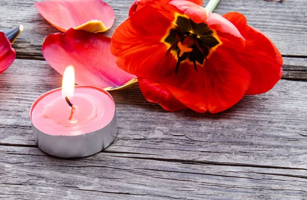 A red, burning candle is burning near the fallen petals of red tulips. The red candle is burning.