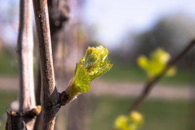 Genç üzümlerin ilk yaprakları ilkbaharda çiçek açar. Close.