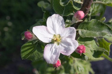 Bahçede ilkbaharda elma ağaçlarının beyaz çiçekleri ile Dalları.