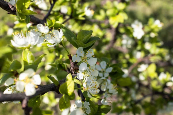 In het voorjaar bloeien witte pruimen bloemen in de tuin. — Stockfoto