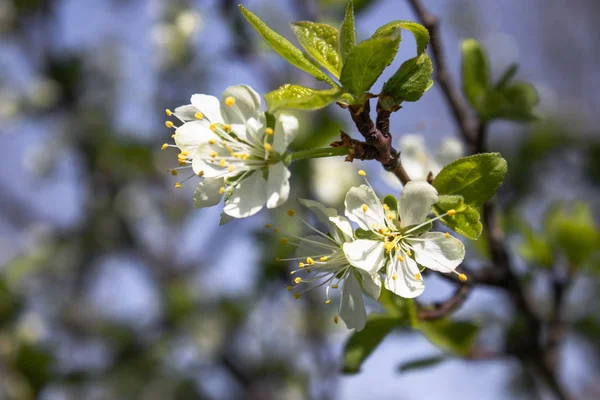 Takken met witte bloemen van pruim bloesem in de lente in de tuin. — Stockfoto