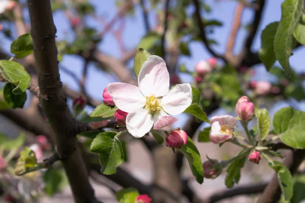 In het voorjaar bloeien appelbomen in de tuin met witte bloemen. — Stockfoto
